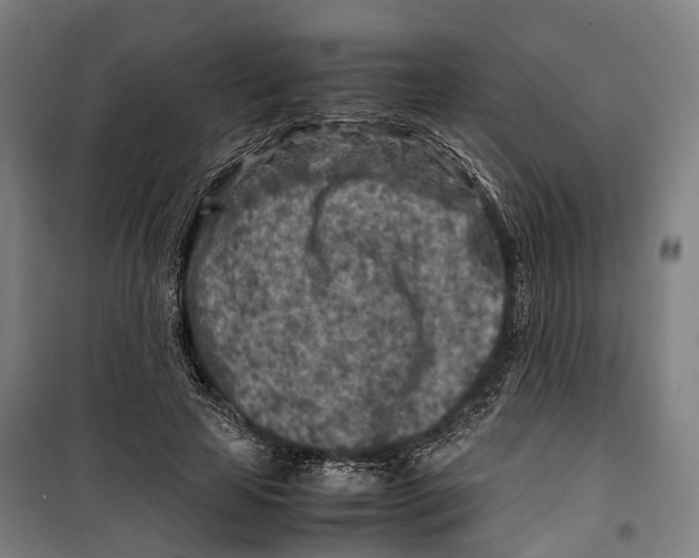 X0000099510641200806121440