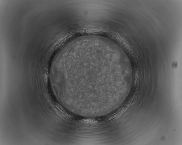 X0000099510644200806121440