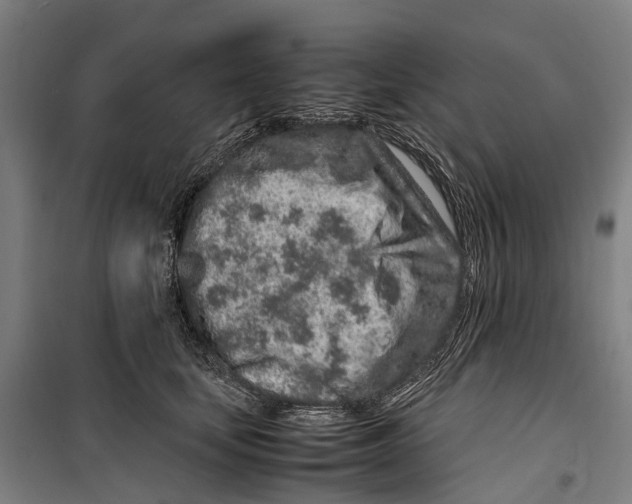 X0000099510659200806121440