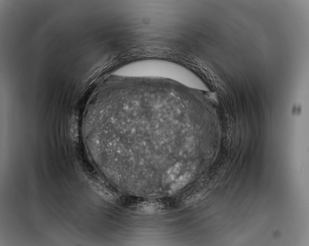 X0000099510696200806121439