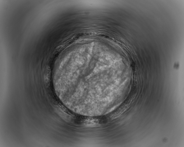 X0000099510760200806121439