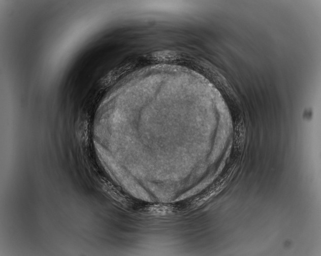 X0000099510762200806121439