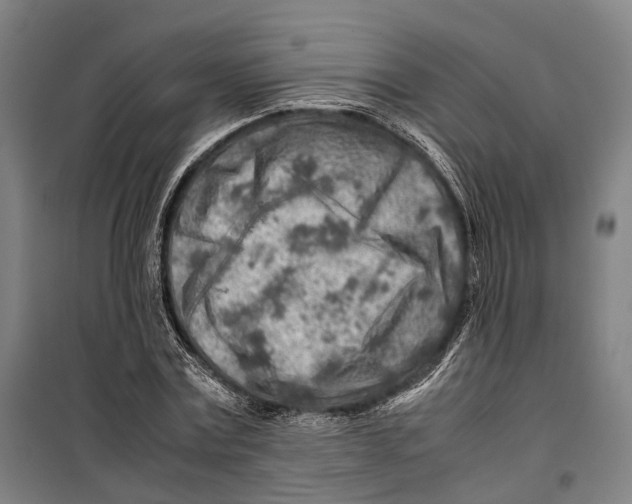 X0000099510779200806121438