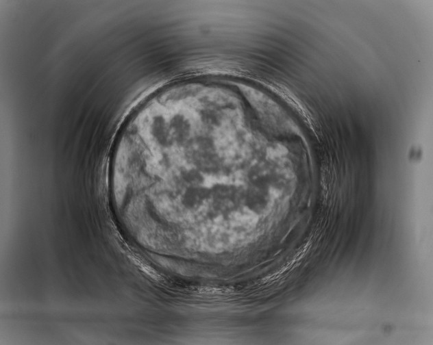 X0000099510790200806121438