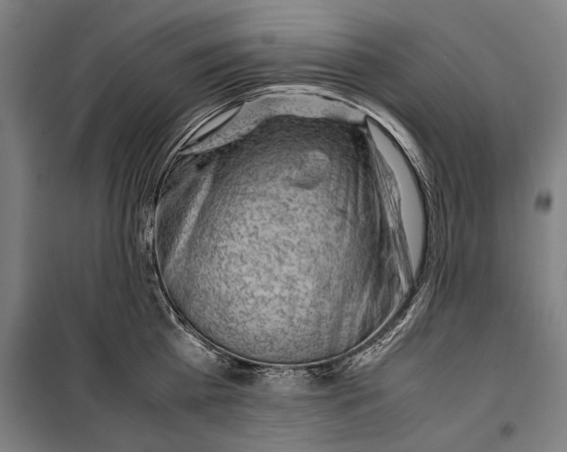 X0000099510809200806121437