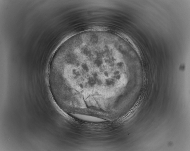 X0000099510851200806121437
