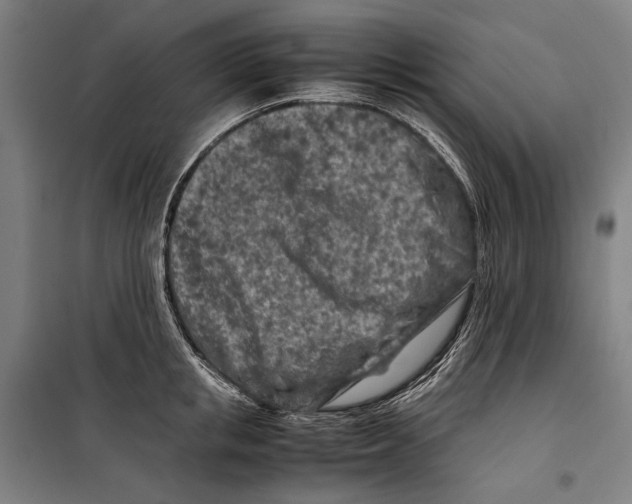 X0000099510853200806121437