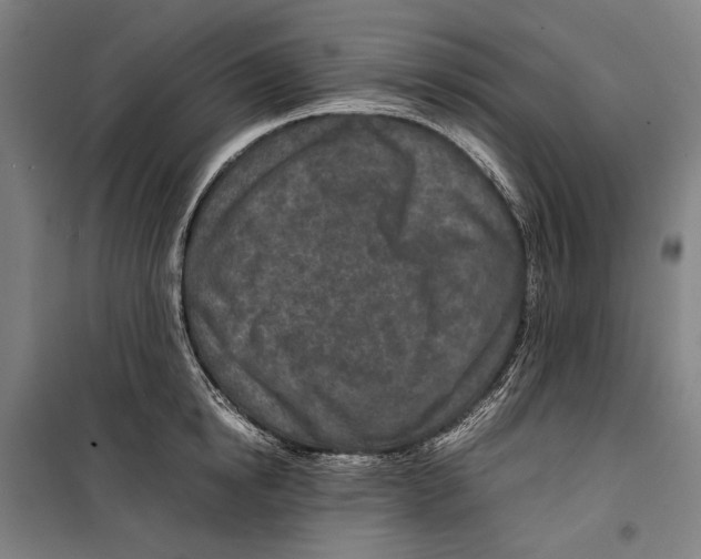 X0000099510854200806121437
