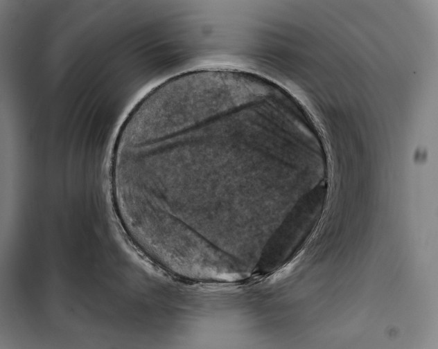 X0000099510864200806121437