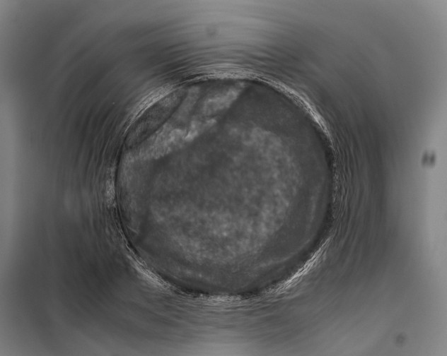 X0000099510889200806121436