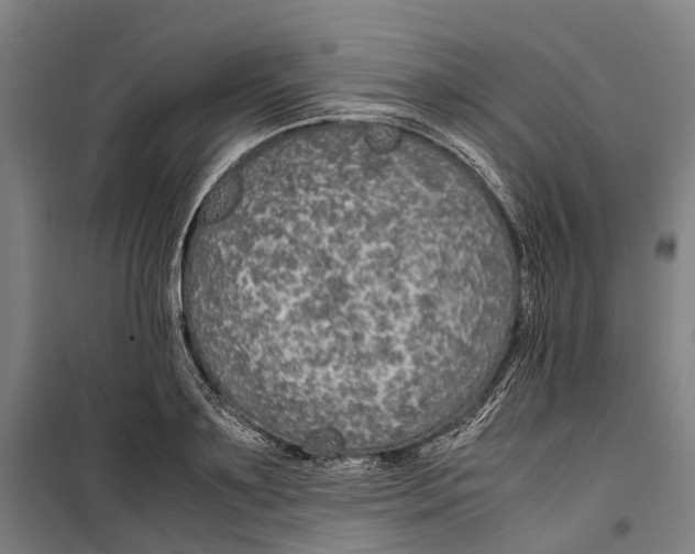 X0000099510891200806121436