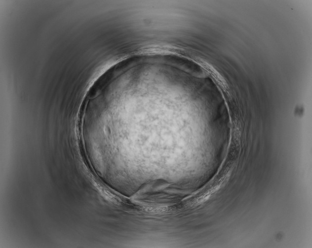 X0000099510893200806121436
