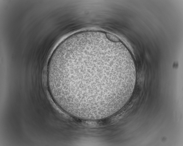 X0000099510911200806121436