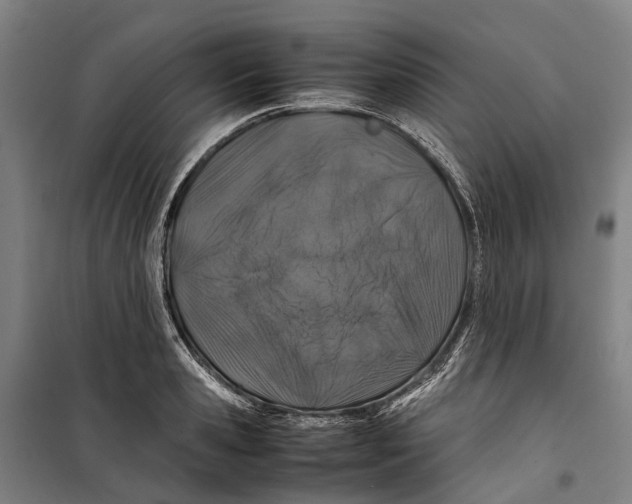 X0000099510941200806121435