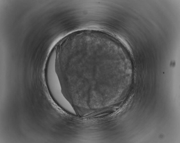 X0000099510944200806121436