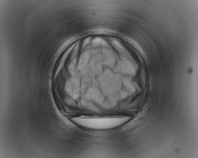 X0000099510946200806121436