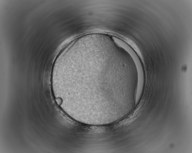 X0000099510954200806121436