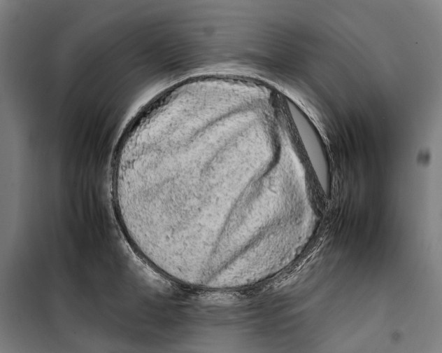 X0000099510998200806121435