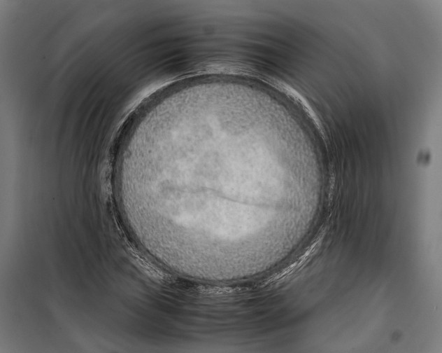 X0000099511019200806121434