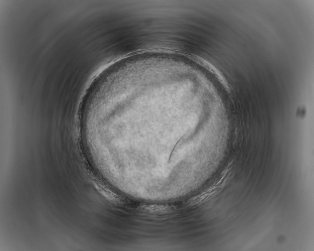 X0000099511027200806121434
