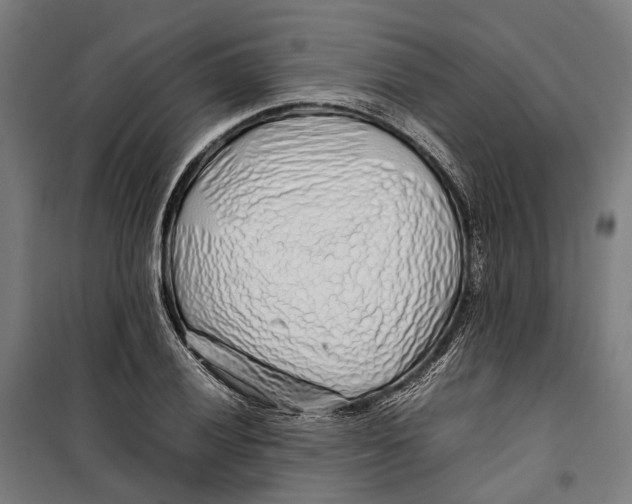 X0000099511028200806121434