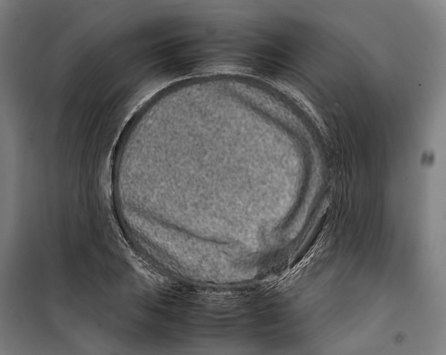 X0000099511031200806121434