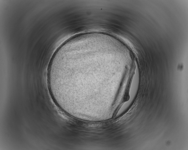 X0000099511047200806121434