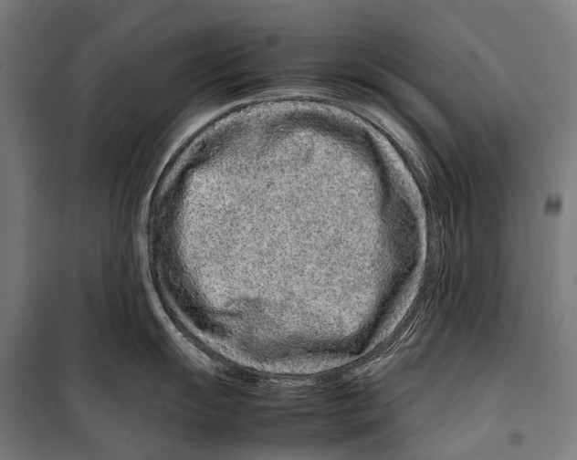 X0000099511055200806121434