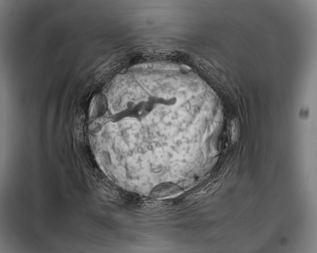 X0000099511059200806121434