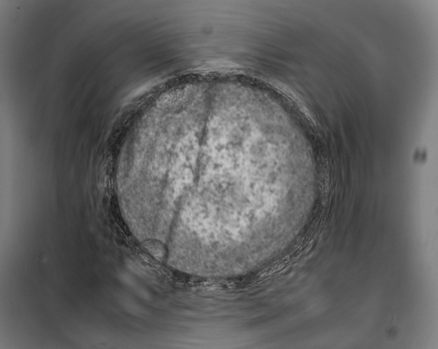 X0000099511063200806121434