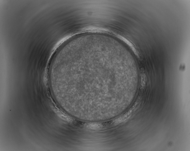 X0000099511074200806121433