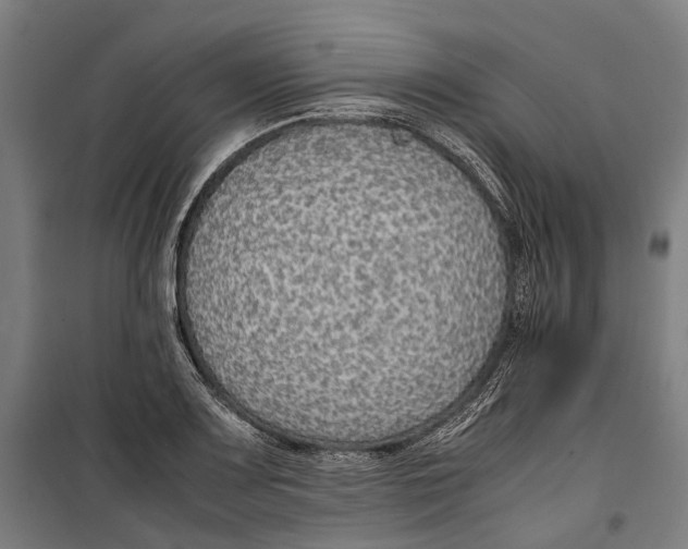 X0000099511083200806121433