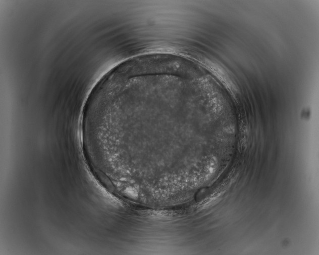 X0000099511084200806121433