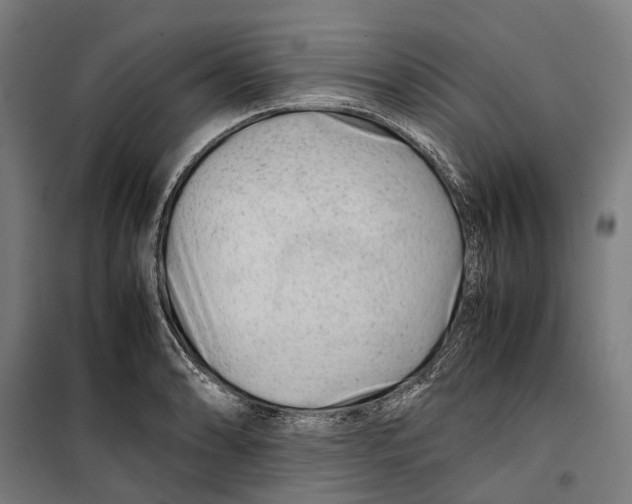X0000099511086200806121433
