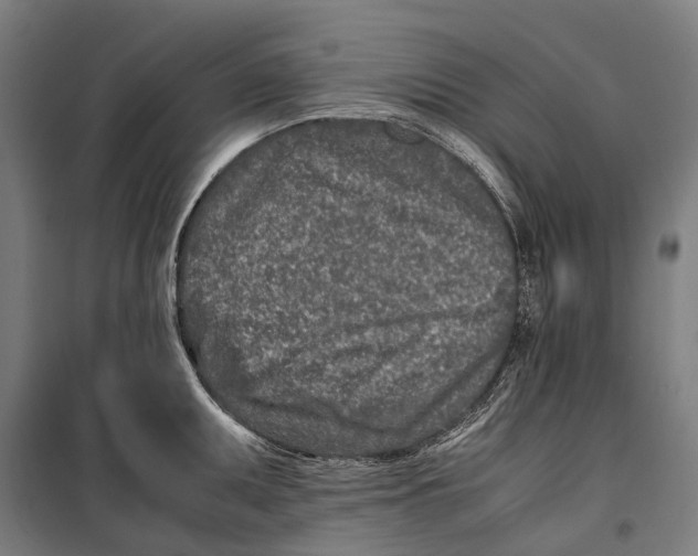 X0000099511095200806121433