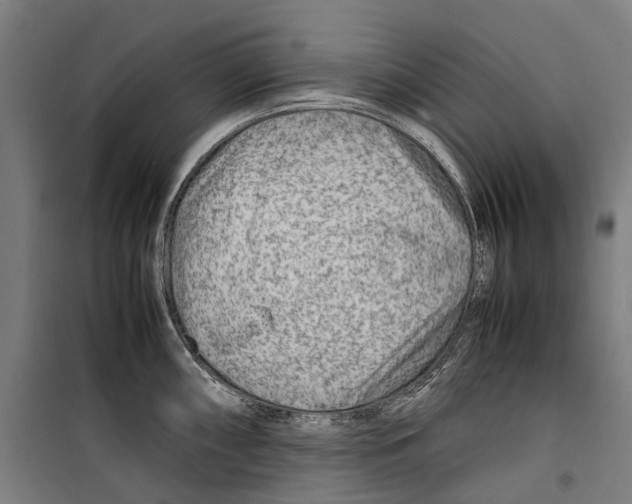 X0000099511098200806121433