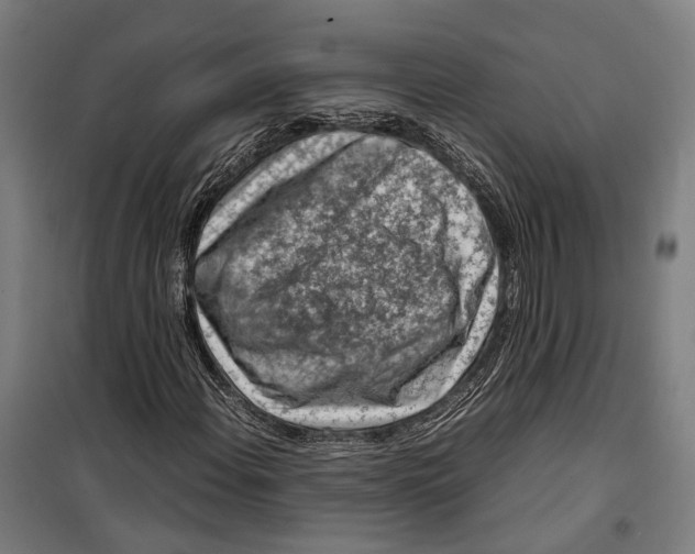 X0000099511108200806121432