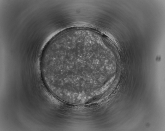 X0000099511120200806121433