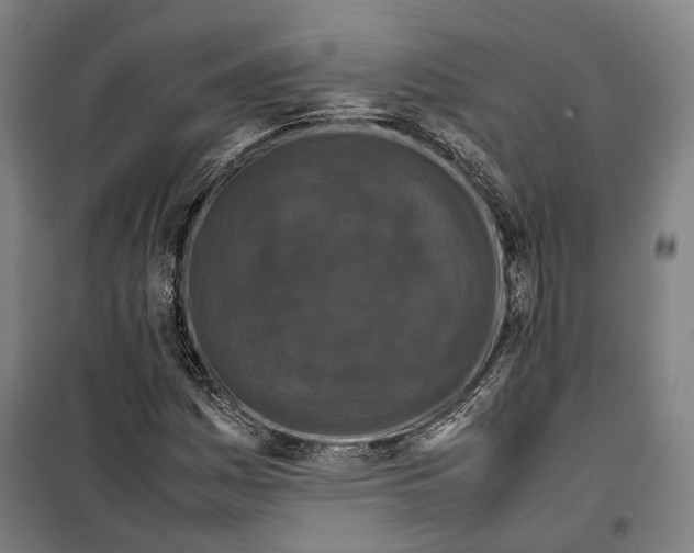 X0000099511161200806121432