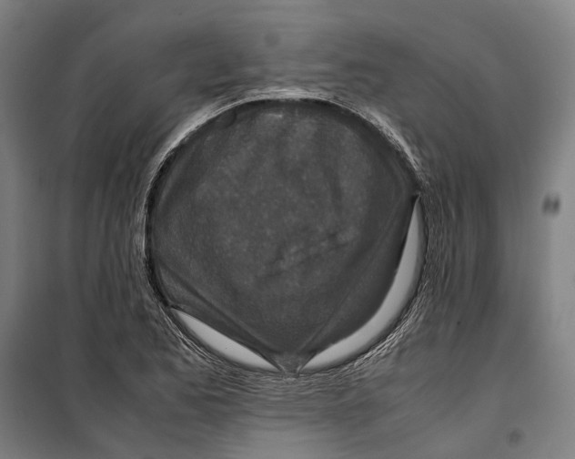 X0000099511173200806121432