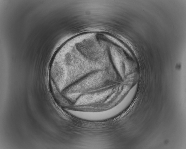 X0000099511179200806121432