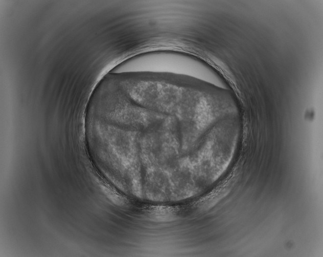 X0000099511226200806121431