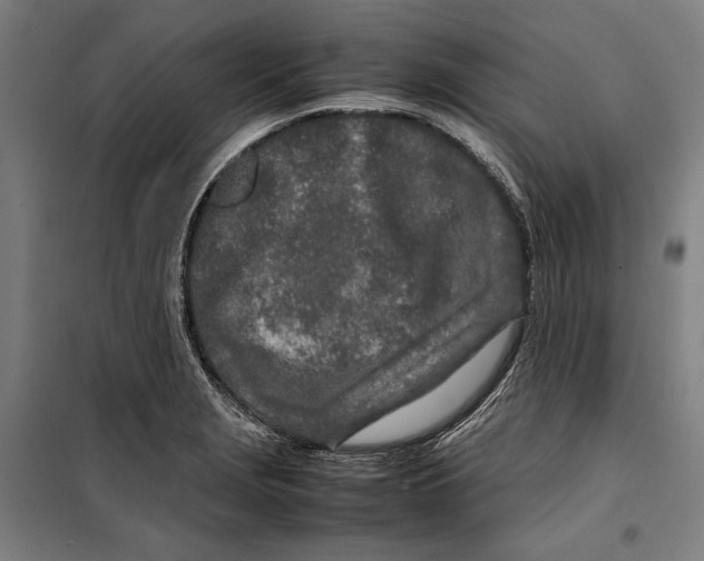 X0000099511229200806121431