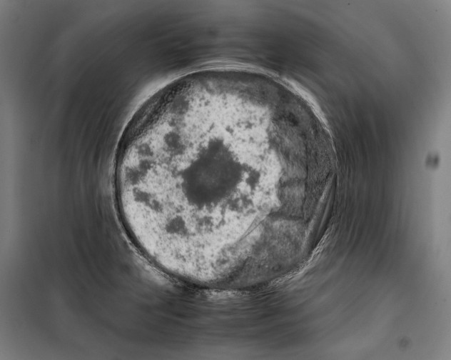 X0000099511231200806121431