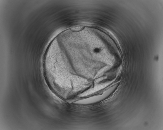 X0000099511243200806121431