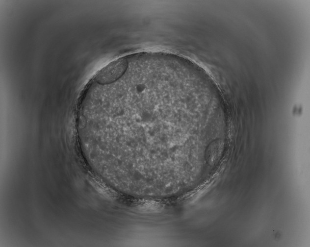 X0000099511263200806121430