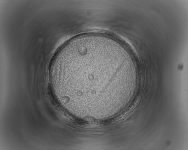 X0000099511267200806121430