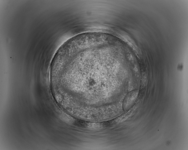 X0000099511275200806121430