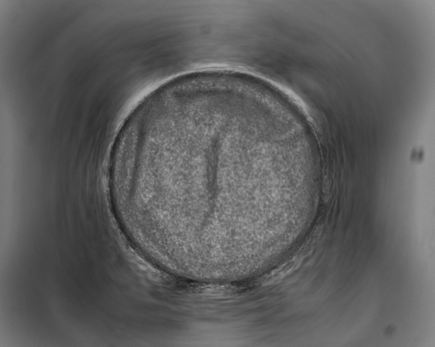 X0000099511279200806121430