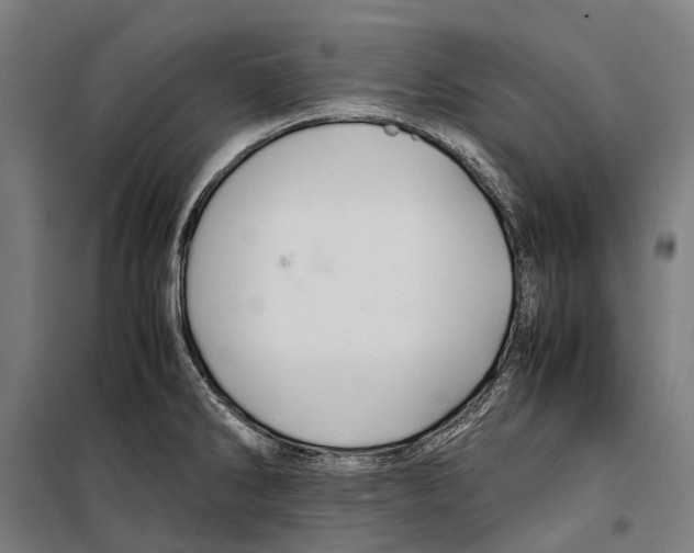 X0000099511286200806121430